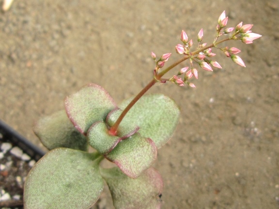 Crassula multicava