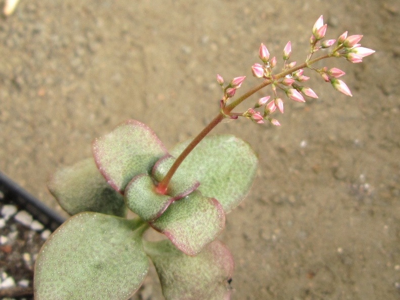 Crassula multicava