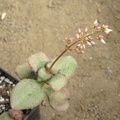 Crassula_multicava.JPG