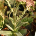 Crassula obovata var  dregeana