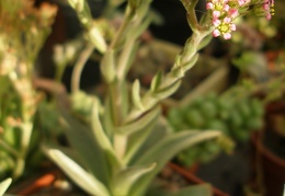 Crassula obovata var  dregeana
