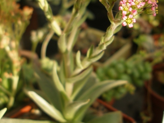 Crassula obovata var  dregeana