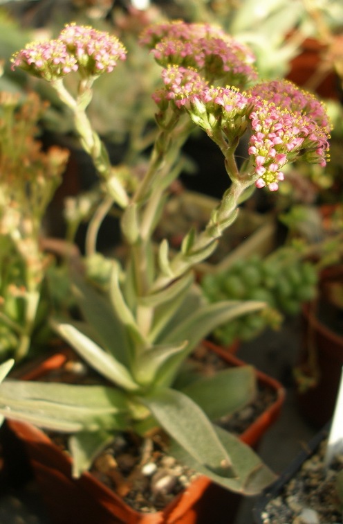 Crassula obovata var  dregeana