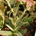 Crassula_obovata_var__dregeana.JPG