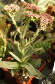 Crassula obovata var  dregeana