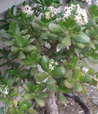 Crassula portulacea