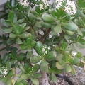 Crassula portulacea