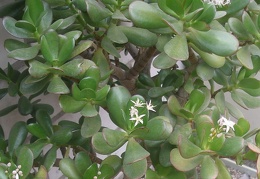 Crassula portulacea