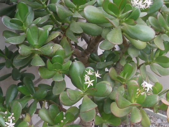 Crassula portulacea