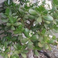 Crassula_port.jpg