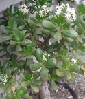 Crassula portulacea