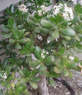 Crassula portulacea