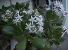 Crassula port1