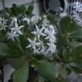Crassula port1