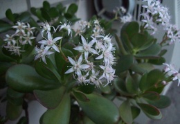 Crassula port1