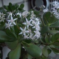 Crassula_port1.JPG