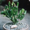 Crassula portulacea  f. monstrosa