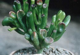 Crassula portulacea  f. monstrosa