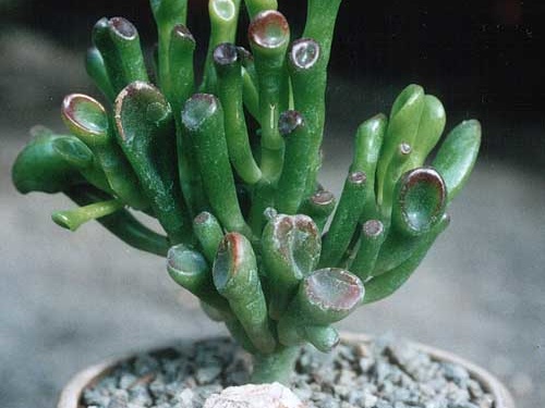 Crassula portulacea  f. monstrosa