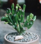 Crassula portulacea f. monstrosa