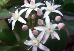 Crassula portulacea FG Iv