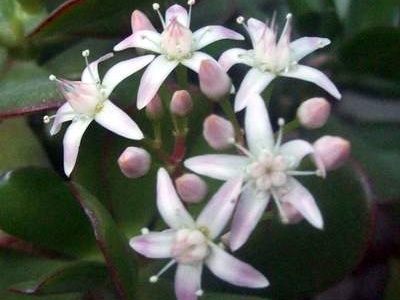 Crassula portulacea FG Iv