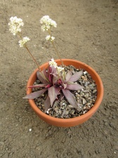 Crassula rosularis