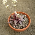 Crassula rosularis
