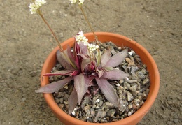 Crassula