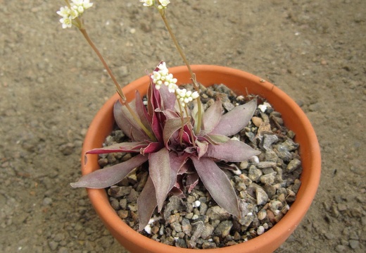 Crassula rosularis