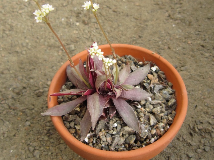Crassula rosularis