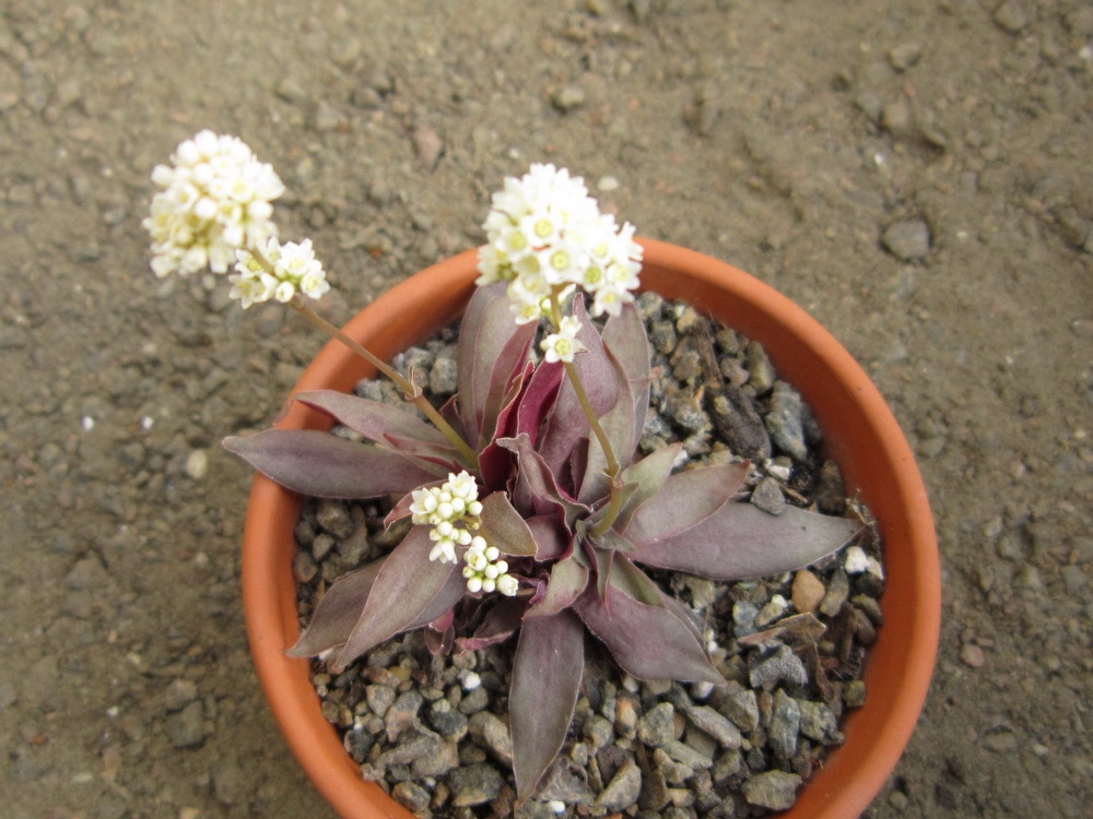 Crassula rosularis1