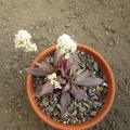 Crassula rosularis1
