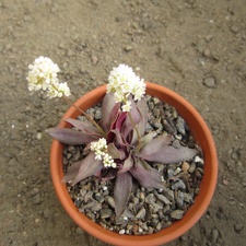 Crassula rosularis1