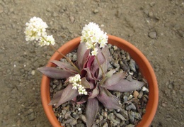 Crassula rosularis1
