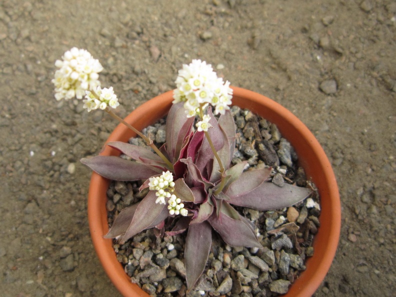 Crassula rosularis1