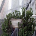 Crassula rupestris FG Iv