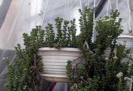 Crassula rupestris FG Iv