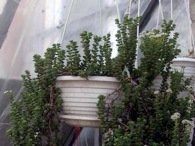 Crassula rupestris FG Iv