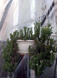 Crassula rupestris FG Iv