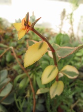Crassula sarmentosa f  variegata