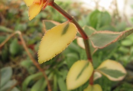 Crassula sarmentosa f  variegata