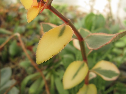 Crassula sarmentosa f  variegata