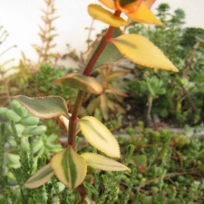 Crassula sarmentosa f  variegata1
