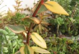 Crassula sarmentosa f  variegata1