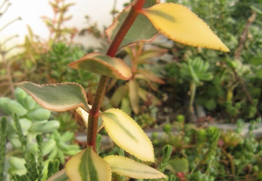 Crassula sarmentosa f  variegata1