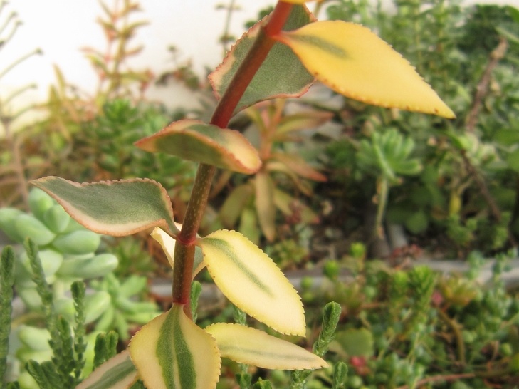Crassula sarmentosa f  variegata1