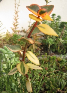 Crassula sarmentosa f  variegata1