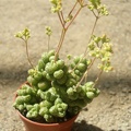 Crassula sericea hottentotta x
