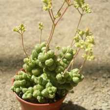 Crassula sericea hottentotta x